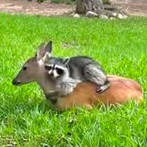 Meet your Posher, Renee